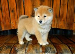 The Shiba Inu pups are affectionate