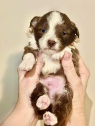 F1 Toy/Micro Red Merle Aussiedoodle