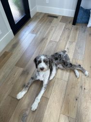 3yr Old Male Aussie Doodle