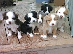 Mini Aussie puppies available for sale
