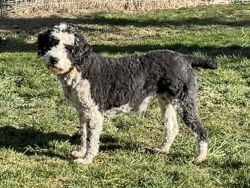 F1 standard Aussiedoodle female, Molly has been spayed and is 50 lbs.