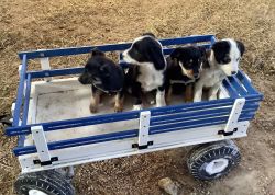 Farm puppies