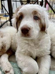 Gold and White Aussie Doodle Looking for a Loving & Forever Home!