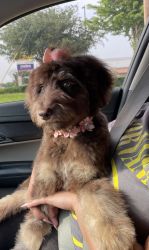 Re-homing my mini f1 Aussiedoodle