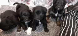 Aussiedoodle PUPPIES READY NOW!!