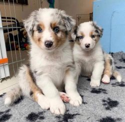 Adorable Australian Shepherds Puppies for Sale