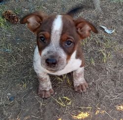 AUZZIE~10 WEEK OLD MALE PUPPY FOR SALE