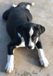 Seeking Loving and Caring Puppy/Dog Parents