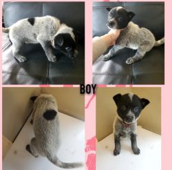 Pure bred Australian Cattle dog puppies