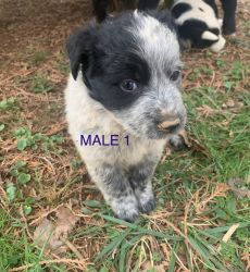 Border collie/Australian shepherd pups