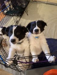 Beautiful Border collie puppies