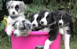 Australian collie puppies for sale