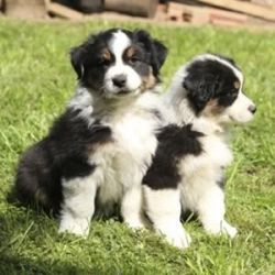 australian collie puppies for sale
