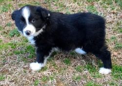 australian collie puppies for sale