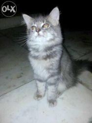 percian grey cat