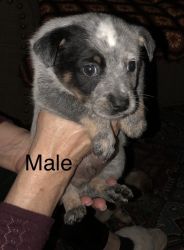 Heeler puppies ready for forever homes