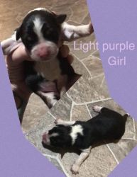 Florida Australian Shepard puppies born March 19th 2022