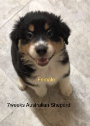 7 week old Australian Shepard female