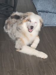 Australian Shepherd Puppy for Sale