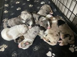 Australian Shepherd Puppies - For Sale