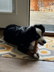 Sweet 8 month old Aussie needs a home
