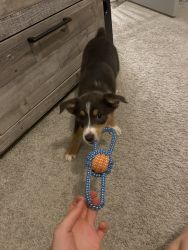 Auggie puppy for sale