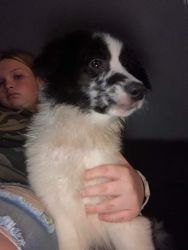 15 weeks old puppy for sale