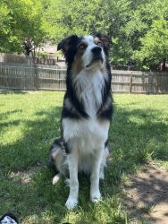1 year old Aussie, very sweet and obedient
