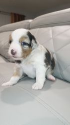 Puppies for sale (Minni Aussies)