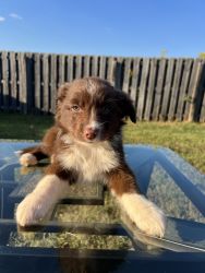 Australian Shepard puppies ready to go home
