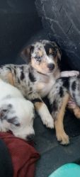 Cow dogs for sale