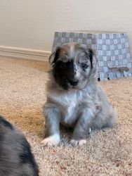 Australian Shepard Puppies For Sale