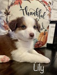 Family Raised Australian Shepard Puppies