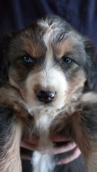 Australian Shepherd Black Tri-Color puppy for sale