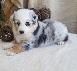 Australian Shepherd Puppy for sale.