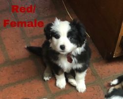 ASDR Registered Mini Aussie Puppies