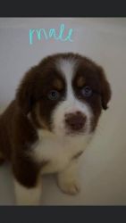 Australian Shepard puppies for sale