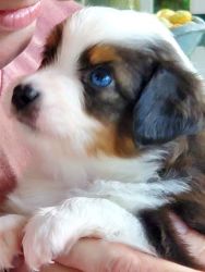 Australian Shepherd Toy and Minis available