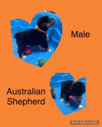 Australian Shepherd puppies, 4 black Tri females and 3 black Tri males