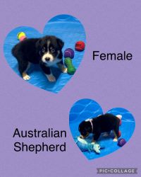 Australian Shepherd puppies looking for furever homes