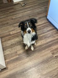 Beautiful 9 month old neutered male Aussie
