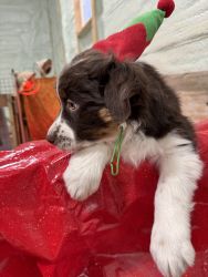 Pure Bred Australian Sheppard AKC registered, dewormed, and shots