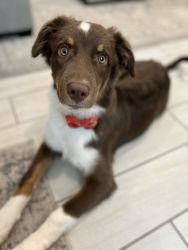 Lovely Australian puppy looking forever home
