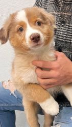 Australian Shepard puppy for Sale
