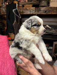 I have full blooded Australian Shepherd puppies for sale ,