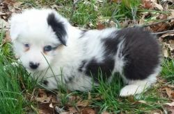 Hdtd Australian Shepherd Puppies For Sale
