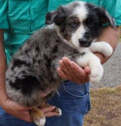 Tiny Kc Reg Australian-shepherd Puppies For Sale