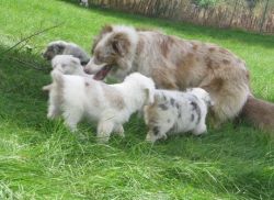 Australian Shepherd Puppies for Sale