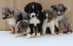 22dddf Australian Shepherd Puppies for Sale