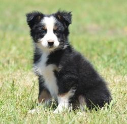 House Trained Australian Shepherd Puppies For Sale
